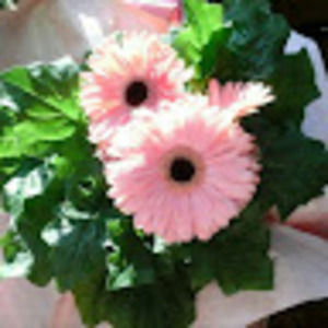 Meet your Posher, Joya